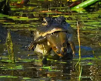 Young alligator eating a bullfrog