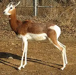Mhorr gazelle