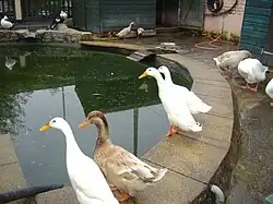 Geese at Freightliners Farm