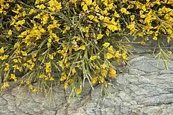 Genista acanthoclada