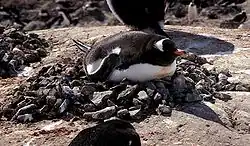 Gentoo penguin on a nest