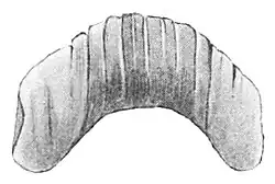 Drawing of the jaw of the Kerry Slug Geomalacus maculosus. The jaw of this species measures about 1&nbsp;mm and has broad ribs.