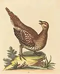Plate 117: "The Long-tailed Grous from Hudson's-Bay" now the sharp-tailed grouse (Tympanuchus phasianellus)[27]