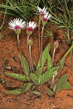Gerbera viridifolia