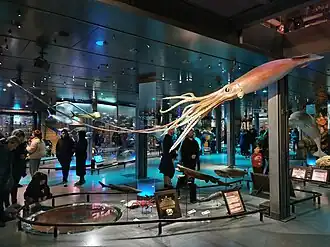 #429 (27/1/2000), "Wheke" following its restoration in March 2019, which included a new paint application (see also alternate view, closeup, and other side)