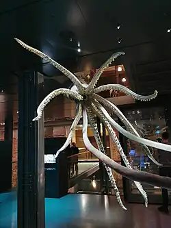 #429 (27/1/2000), Oral view of "Wheke" in February 2023, following its restoration