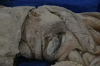 (7/1/2022), Closeup of head of same specimen, showing the well-preserved eye (see also closeup of arm and tentacle mass)