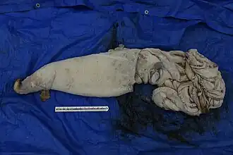 (7/1/2022), Specimen caught off Izumo, Shimane Prefecture, Japan, on 7 January 2022, stored frozen at Shimane AQUAS Aquarium. It originally measured 4.76 m in total length, 96 cm in mantle length, and weighed 23 kg.