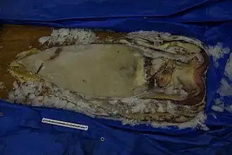 #590 (4/9/2014) Specimen measuring 140&nbsp;cm in mantle length caught off Hamada, Shimane Prefecture, Japan, on 4 September 2014. Stored frozen at Shimane AQUAS Aquarium (see also original frozen state and in process of being exposed).
