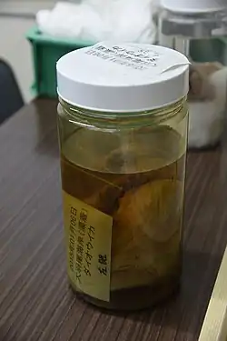 #609 (6/1/2015), Wet-preserved left eye from the same specimen, kept at Tottori Prefectural Museum but not on public display