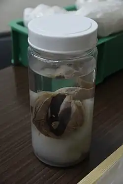 #323 (16/4/1988), Separately preserved mouthparts of the 1988 specimen (not on public display)