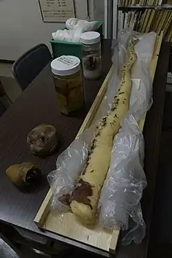 #609 (6/1/2015), Second plastinated arm from the same specimen, likewise stored at Tottori Prefectural Museum though not publicly displayed (see also view from distal end and closeup of arm tip)
