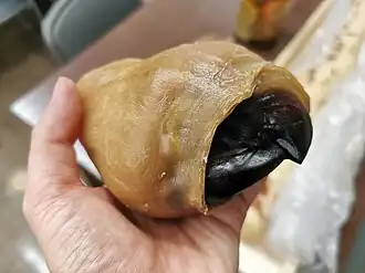 #609 (6/1/2015), Plastinated beak and associated buccal tissue from the same specimen, deposited at Tottori Prefectural Museum but not publicly exhibited