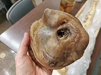 #609 (6/1/2015), Collapsed right eyeball from the same specimen, preserved through plastination and held at Tottori Prefectural Museum but not displayed publicly
