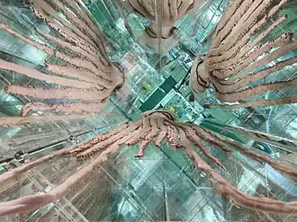 #323 (16/4/1988), Oral view of the 1988 specimen exhibited at Tottori Prefectural Museum (see also ventral view showing sewn-up mantle, and closeups of mantle, limbs, and medial suckers of tentacular club)