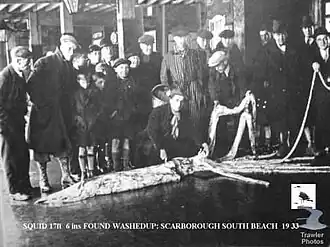 #107 (14/1/1933), The same specimen on display at Scarborough fish market
