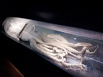 #383 (16/11/1997) First known specimen from the Mediterranean Sea, on display at the Museo Alborania in Málaga, Spain. Preserved in formaldehyde, it is an immature female with a mantle length of around 1.25&nbsp;m.