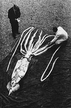 #136 (2/10/1954) Giant squid measuring 9.24&nbsp;m in total length that washed ashore at Ranheim in Trondheimsfjord, Norway, on 2 October 1954 (Clarke, 1966:103, fig. 4). There exists an alternate take of this much-reproduced composition.