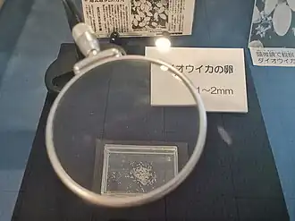 #642 (17/1/2016), Individual eggs from the same specimen; they were estimated to number more than 10 million in total