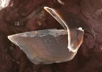 #437 (20/10/2000), Upper beak of the same specimen