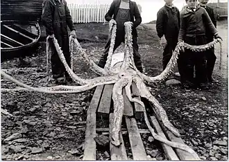 #111 (12/11/1935), The Holyrood specimen spread out on wooden planks, its arms held aloft by Joe Ezekiel and other locals