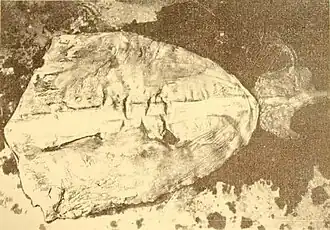 #121 (?/9/1948), The same specimen with its mantle cut open, showing the central gladius (internal shell remnant) (Allan, 1948:307, fig.)