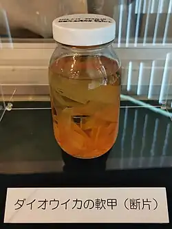 #642 (17/1/2016), Gladius from the same specimen