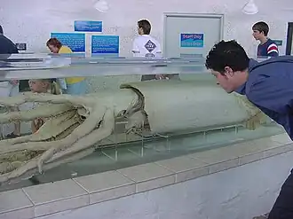 #407 (15/3/1999) Giant squid nicknamed "Molly the Mollusk", preserved in a tank at Mote Aquarium in Sarasota, Florida