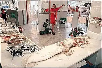 (?/7/2005), Male specimen caught in Spanish waters in July 2005