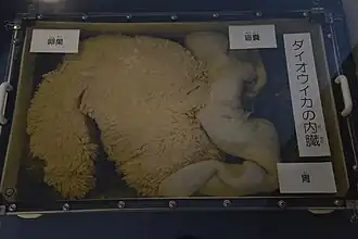 #642 (17/1/2016), Well-developed ovary and associated caecum and stomach dissected from the same specimen