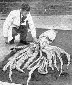 #124 (30/11/1949), Another view of the same specimen; both this and the previous photograph were originally published in the Aberdeen Bon-Accord and Northern Pictorial and later reproduced in Rae (1950)