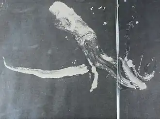 ?#144 (?/?/1958) Giant squid reportedly measuring around 47&nbsp;ft (14&nbsp;m) in total length, taken by the vessel Silver Bay off Florida, from a double-page spread in Rathjen (1973:24–25, fig. 7)