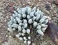 Gibbaeum pubescens
