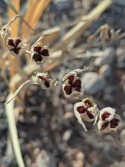 Seeds of Gladiolus italicus, Behbahan