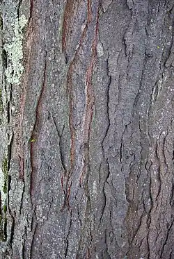 bark