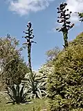 Agave buds in Glendurgan in May 2004, about 8&nbsp;ft in height