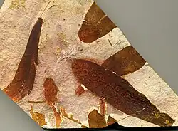Glossopteris