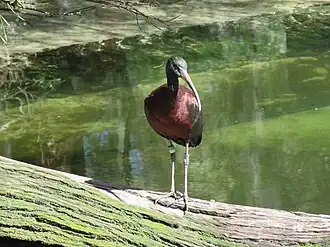 Glossy ibis in the Australian Wetlands habitat at the zoo