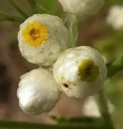 Macro view of bisexual outer flowers