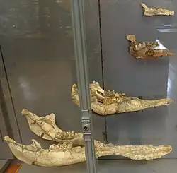 Lower jaw of Gomphotherium angustidens (bottom) showing elongate mandibular symphysis and lower tusks at their tips