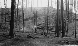 Black and white photograph of charred pine trees in a forest.