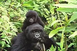 Photograph depicting female adult gorilla with a baby on her shoulders, surrounded by green foliage