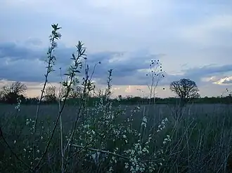 Early blooms on the prairie