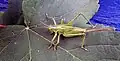 A young female of great green bush-cricket (Tettigonia viridissima) the ovipositor is clearly visible.