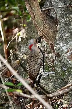 C. a. gundlachi, in Grand Cayman