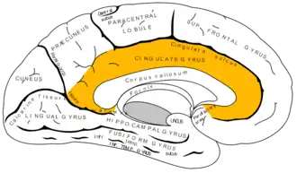 Cingulate gyrus.