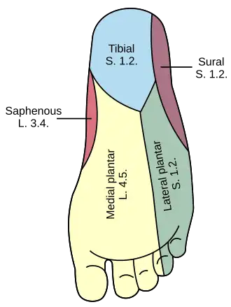 Diagram of the segmental distribution of the cutaneous nerves of the sole of the foot