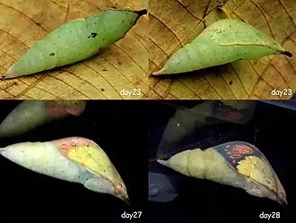 Chrysalis
