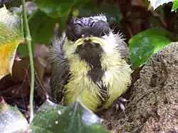 Young bird with ruffled adult-like plumage and yellow gape