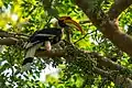 Great hornbill at Bardiya National Park